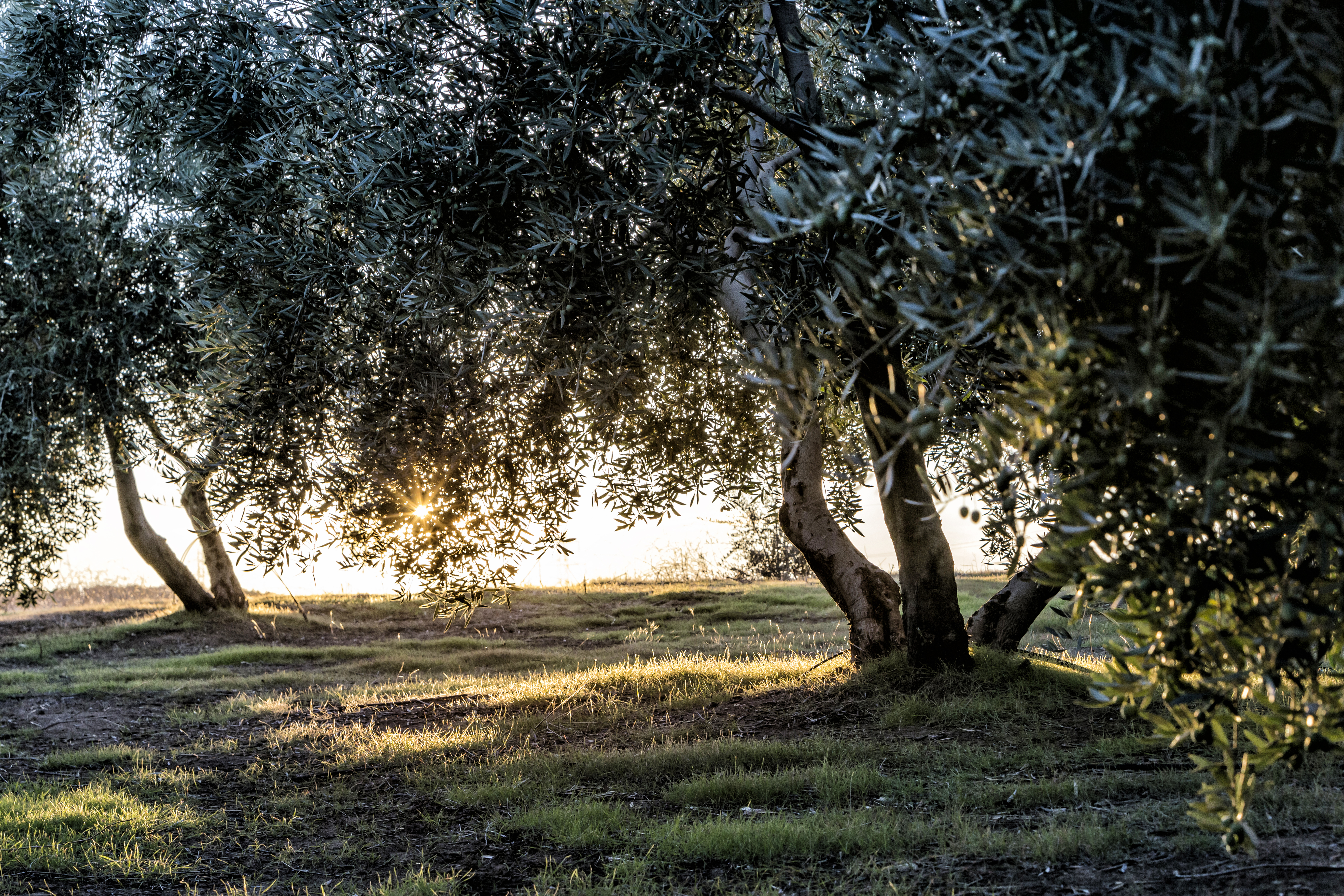 Aivalos zeytin ağaçları
